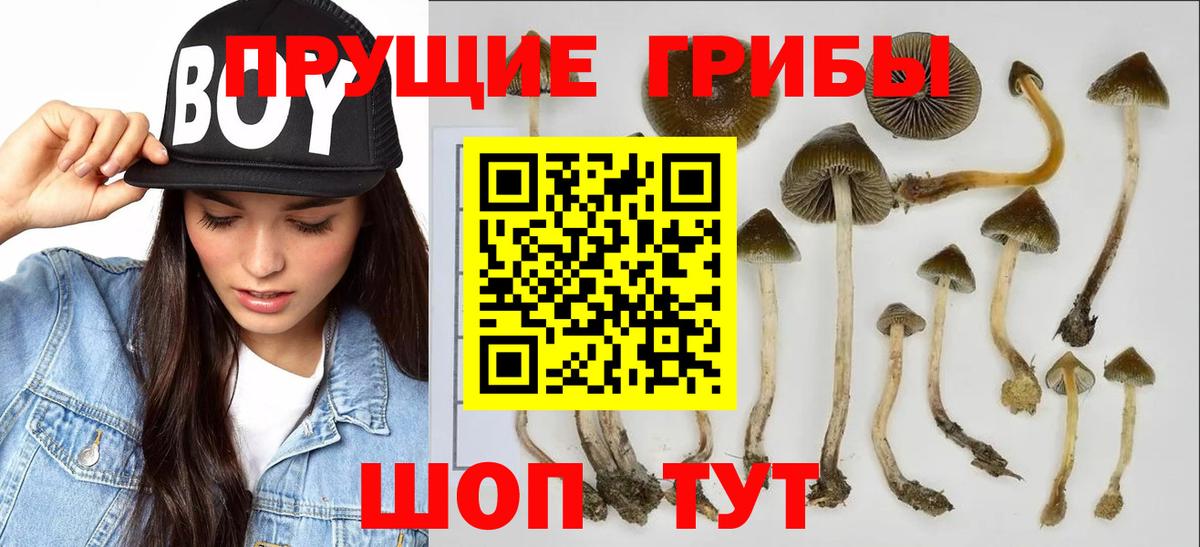 Псилоцибиновые грибы прущие грибы  Вход с VPN  Фурманов 